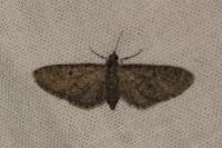 Eupithecia massiliata