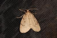 Paidia rica