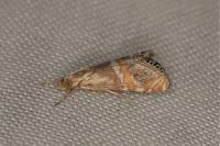 Euchromius anapiellus