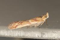 Ancylosis cinnamomella