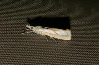 Catoptria gr. permutatellus