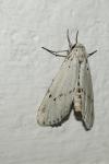 Coscinia cribraria cribraria