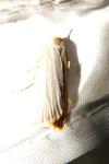 Manulea complana