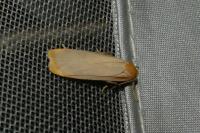 Katha depressa