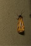 Setina aurita