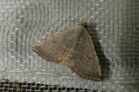 Eublemma polygramma