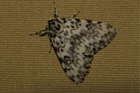 Lymantria monacha