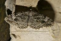 Alcis repandata