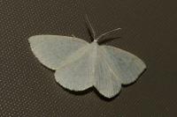 Cabera exanthemata