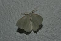Campaea margaritaria