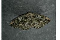 Cleorodes lichenaria