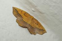 Epione repandaria