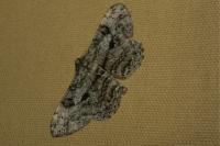 Peribatodes rhomboidaria rhomboidaria