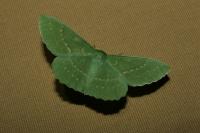 Geometra papilionaria