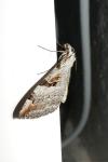 Aplocera praeformata