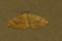 Camptogramma bilineata