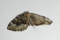 Colostygia olivata