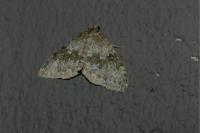 Entephria infidaria