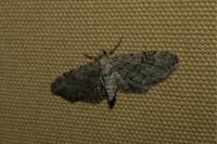 Eupithecia