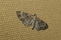Eupithecia linariata/pulchellata/pyreneata
