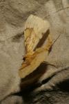 Gandaritis pyraliata