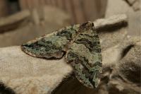 Hydriomena furcata