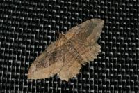 Philereme transversata