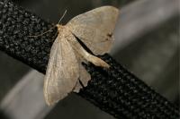 Philereme vetulata