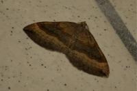 Scotopteryx chenopodiata