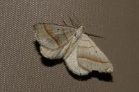 Scotopteryx luridata/mucronata