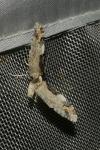 Catarhoe cuculata