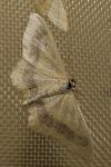 Idaea aversata