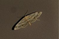 Idaea biselata