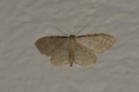 Idaea fuscovenosa