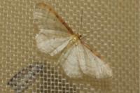 Idaea humiliata