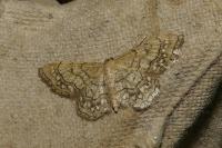 Idaea moniliata
