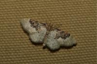 Idaea rusticata