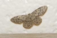 Idaea alyssumata/typicata