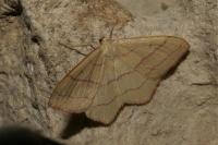 Rhodostrophia vibicaria
