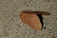 Malacosoma