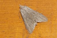 Cucullia lucifuga