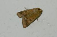 Helicoverpa armigera