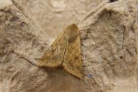 Helicoverpa armigera