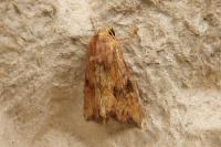 Apamea sublustris