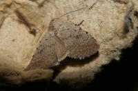 Caradrina aspersa