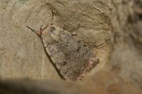 Caradrina montana rougemonti