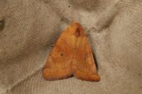 Cosmia trapezina