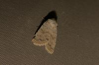 Hoplodrina respersa