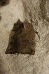 Ipimorpha retusa