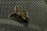 Oligia